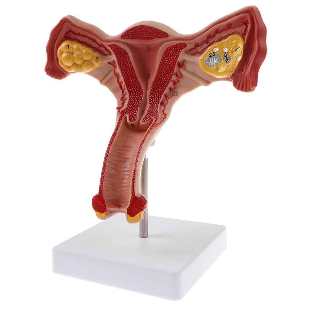 Lifesize Human Female Uterus Ovary Model Educative Lab Teaching Equipment Kits