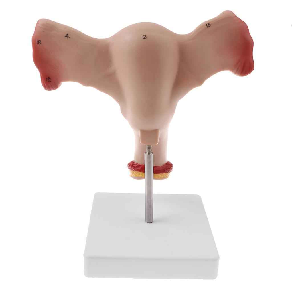 Lifesize Human Female Uterus Ovary Model Educative Lab Teaching Equipment Kits