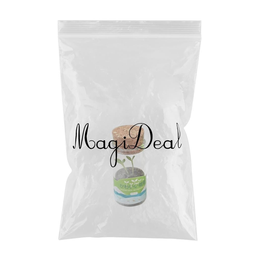 4xMini Glass Vase DIY Seed Planting Hydroponics Herb Bonsai Green