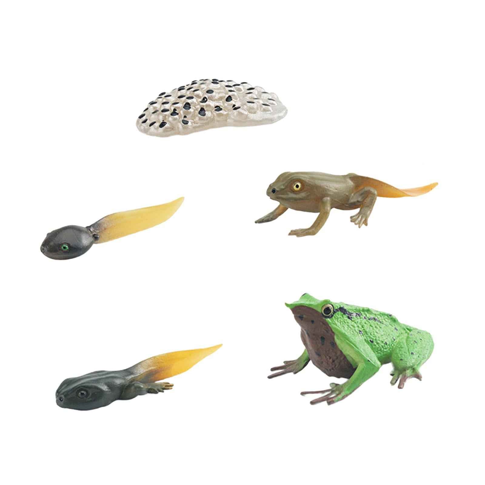 Life Cycle of Frog Toys Cognitive Science Teaching Materials Montessori Toys