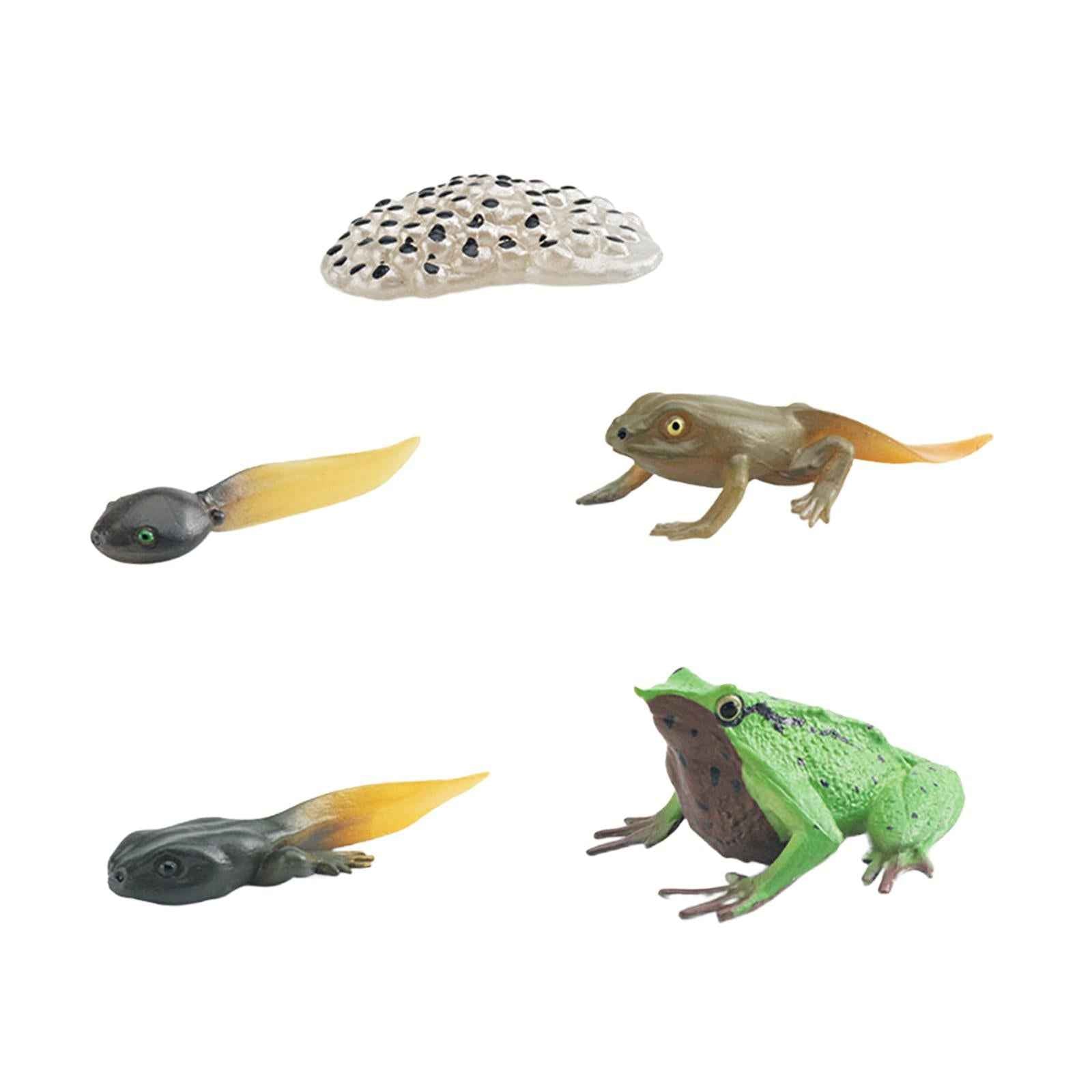 Life Cycle of Frog Toys Cognitive Science Teaching Materials Montessori Toys