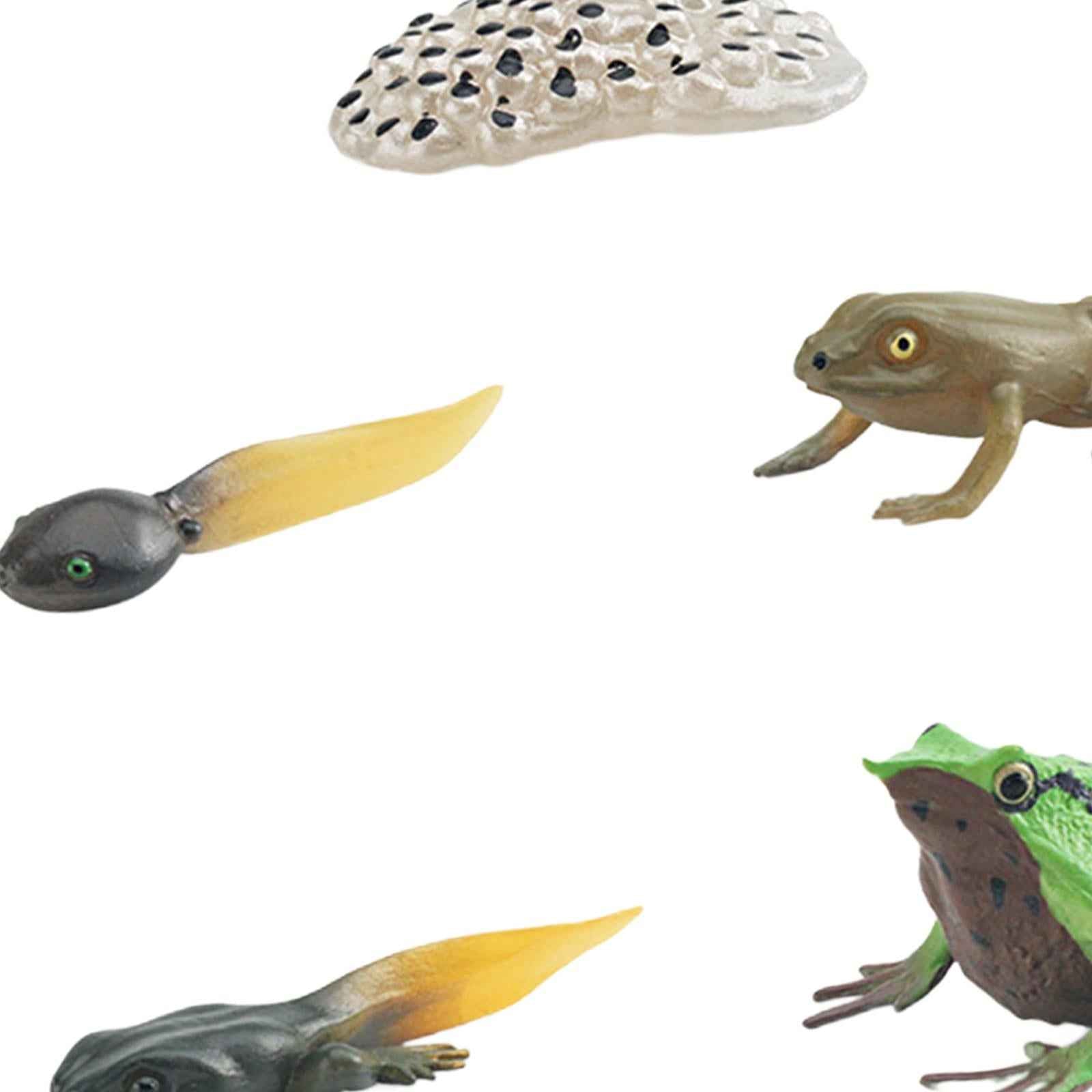 Life Cycle of Frog Toys Cognitive Science Teaching Materials Montessori Toys
