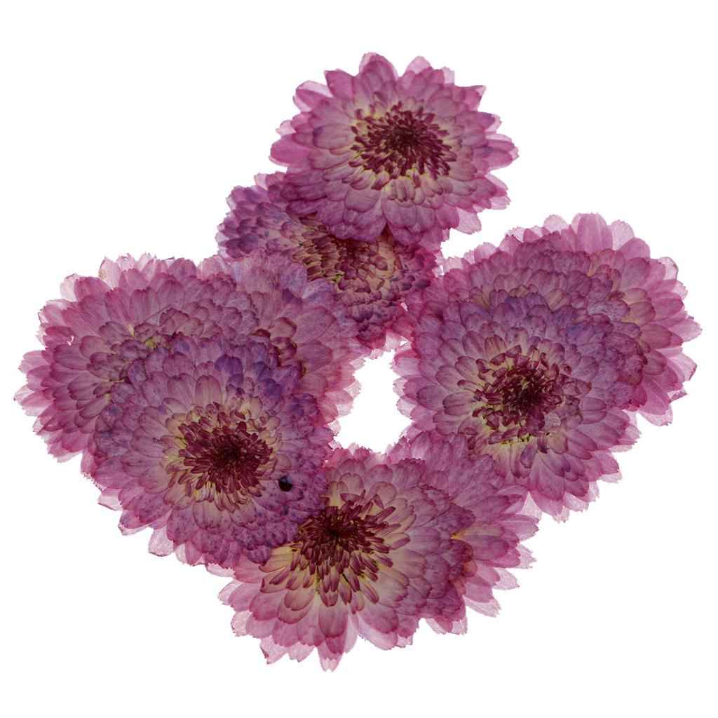 10 Pcs Dried Pressed Flowers for DIY Scrapbooking Crafts Purple Daisy