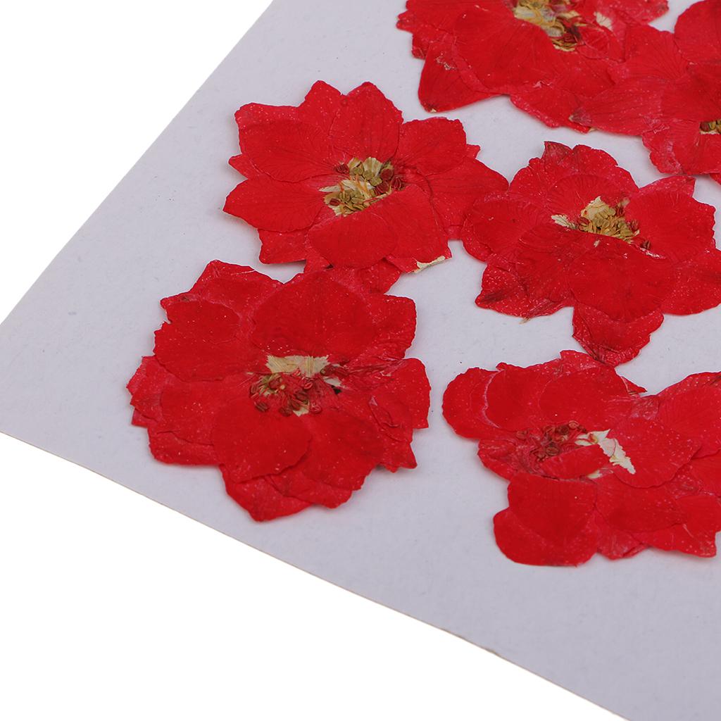 24Pcs Real Pressed Flowers Dried Larkspur DIY Crafts Decoration Red and Pink