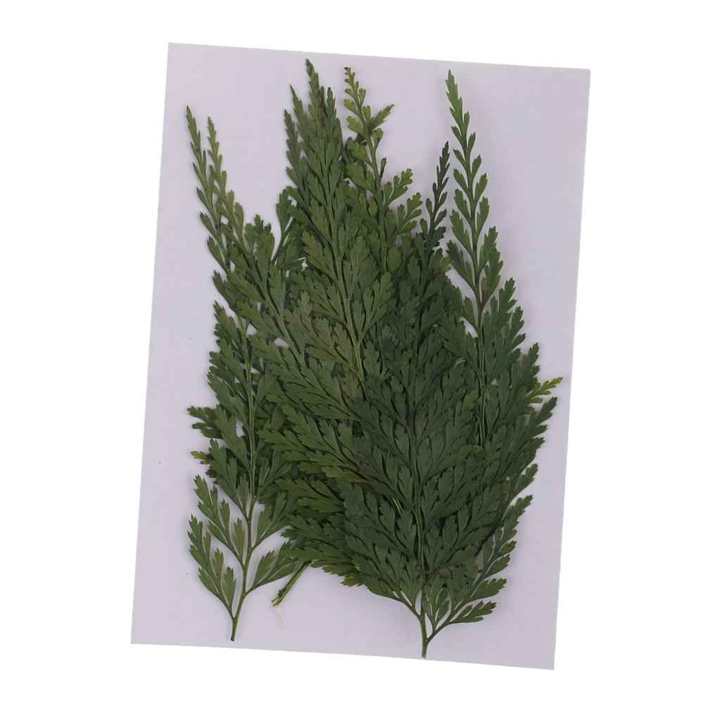 12 Pieces 7-8cm Length Real Pressed Leaves Dried Flowers Embellishments for Card making Scrapbooking Art Crafts DIY Handmade Floral Decorations