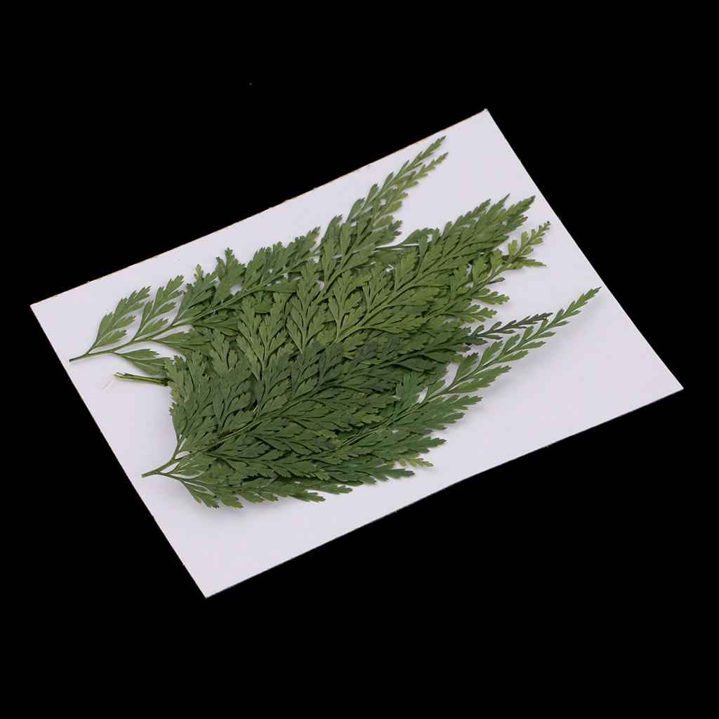 12 Pieces 7-8cm Length Real Pressed Leaves Dried Flowers Embellishments for Card making Scrapbooking Art Crafts DIY Handmade Floral Decorations