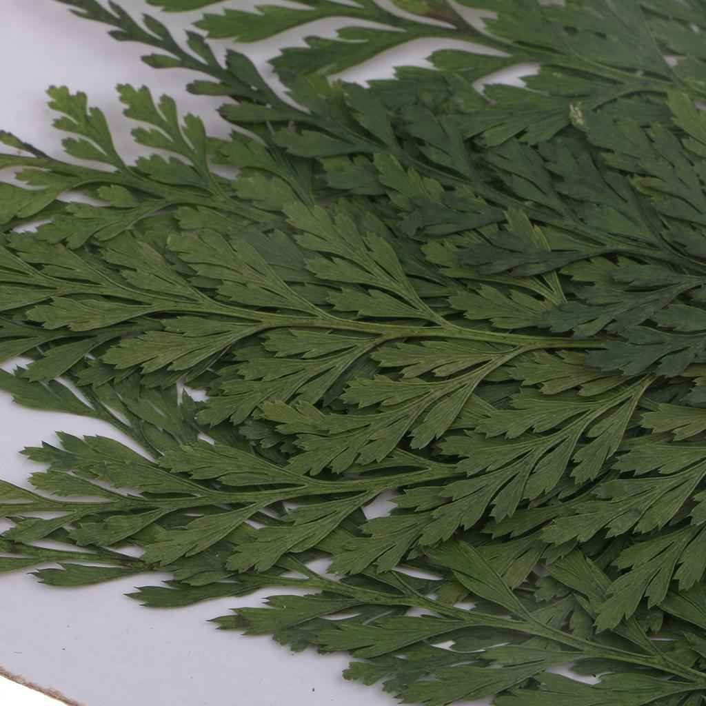 12 Pieces 7-8cm Length Real Pressed Leaves Dried Flowers Embellishments for Card making Scrapbooking Art Crafts DIY Handmade Floral Decorations