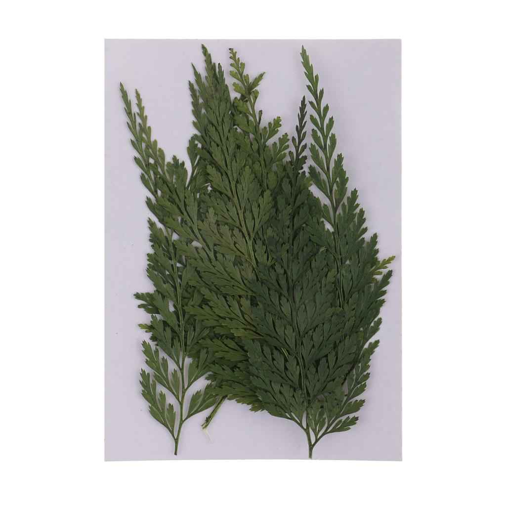12 Pieces 7-8cm Length Real Pressed Leaves Dried Flowers Embellishments for Card making Scrapbooking Art Crafts DIY Handmade Floral Decorations
