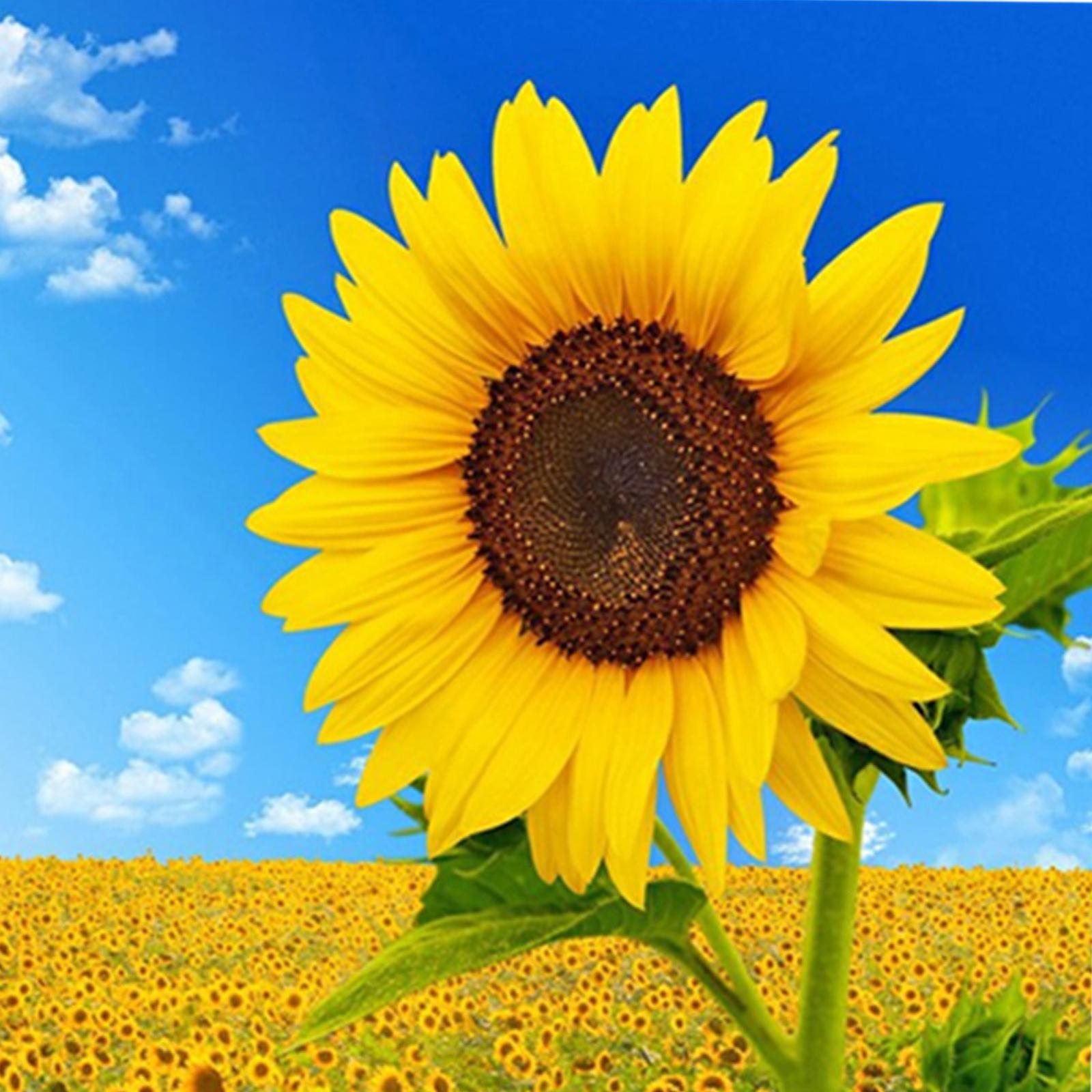 DIY Diamond Painting by Number Kit Full Drill Round Rhinestone Sunflower D