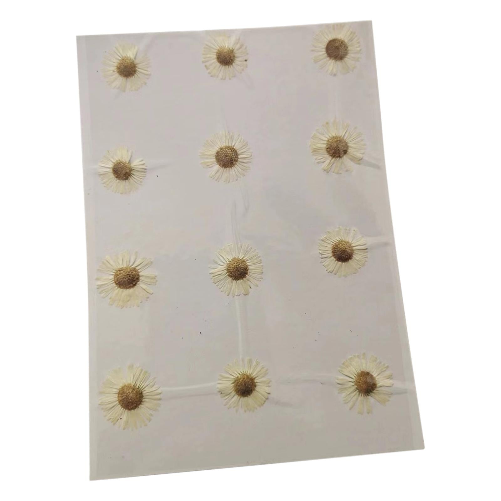 2x12x Dried Pressed Flowers DIY Art Crafts for Bookmarks Envelopes Soap Making White