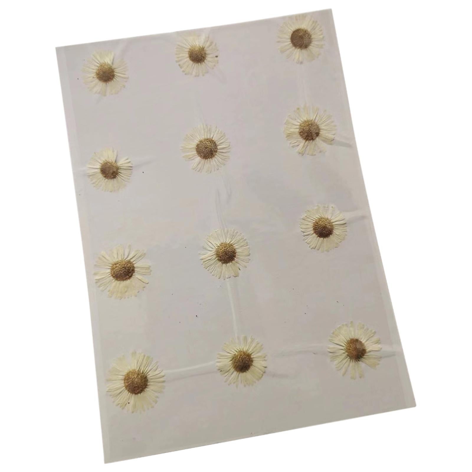 2x12x Dried Pressed Flowers DIY Art Crafts for Bookmarks Envelopes Soap Making White