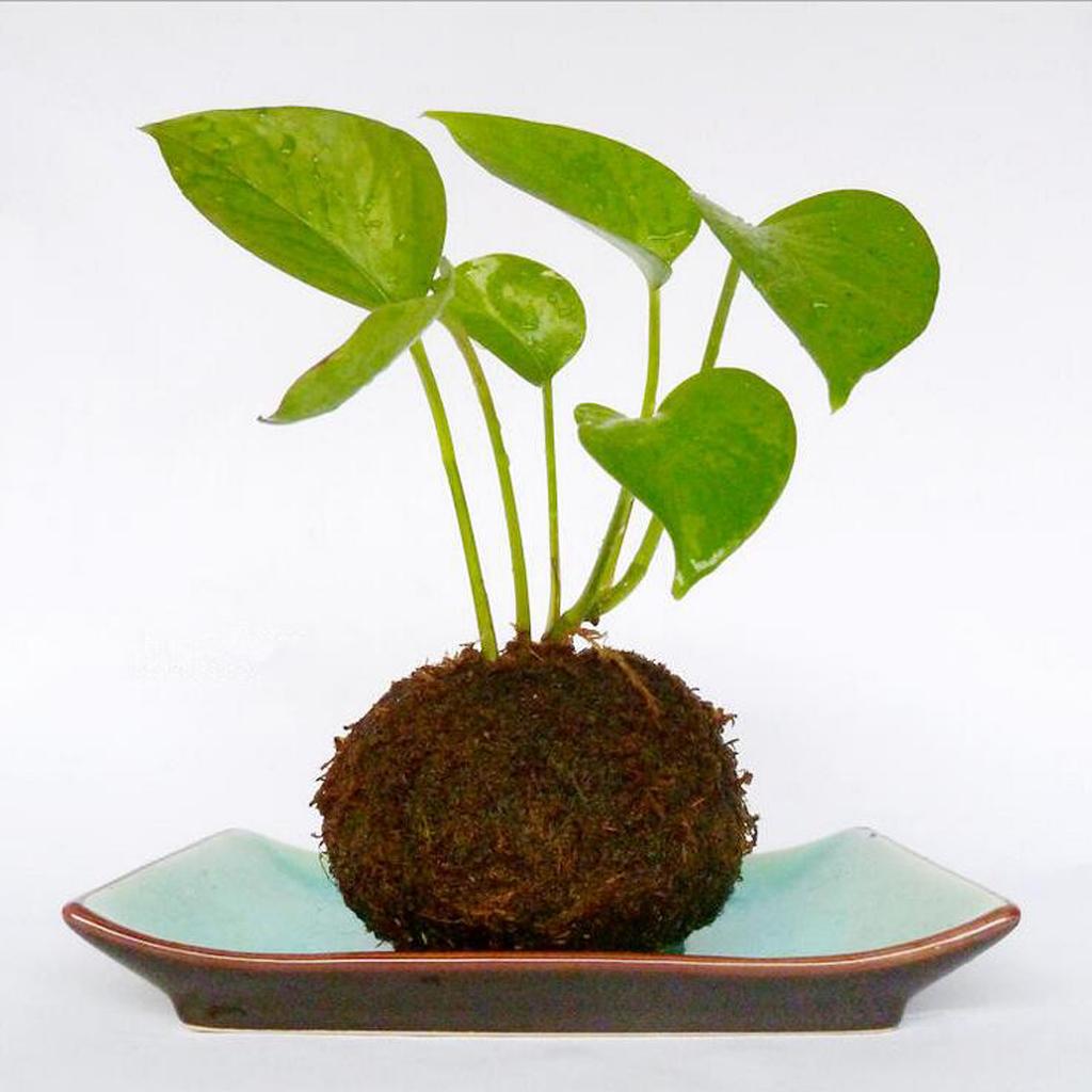 5Pcs Creative Moss Ball Flower Pot Planter Bonsai Plant Holder Home Garden