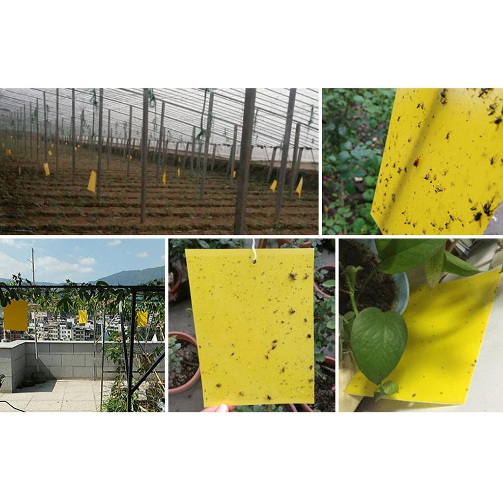 3x 10pcs Sticky Traps for Flying Bug Insect Useful Catchers Traps 1