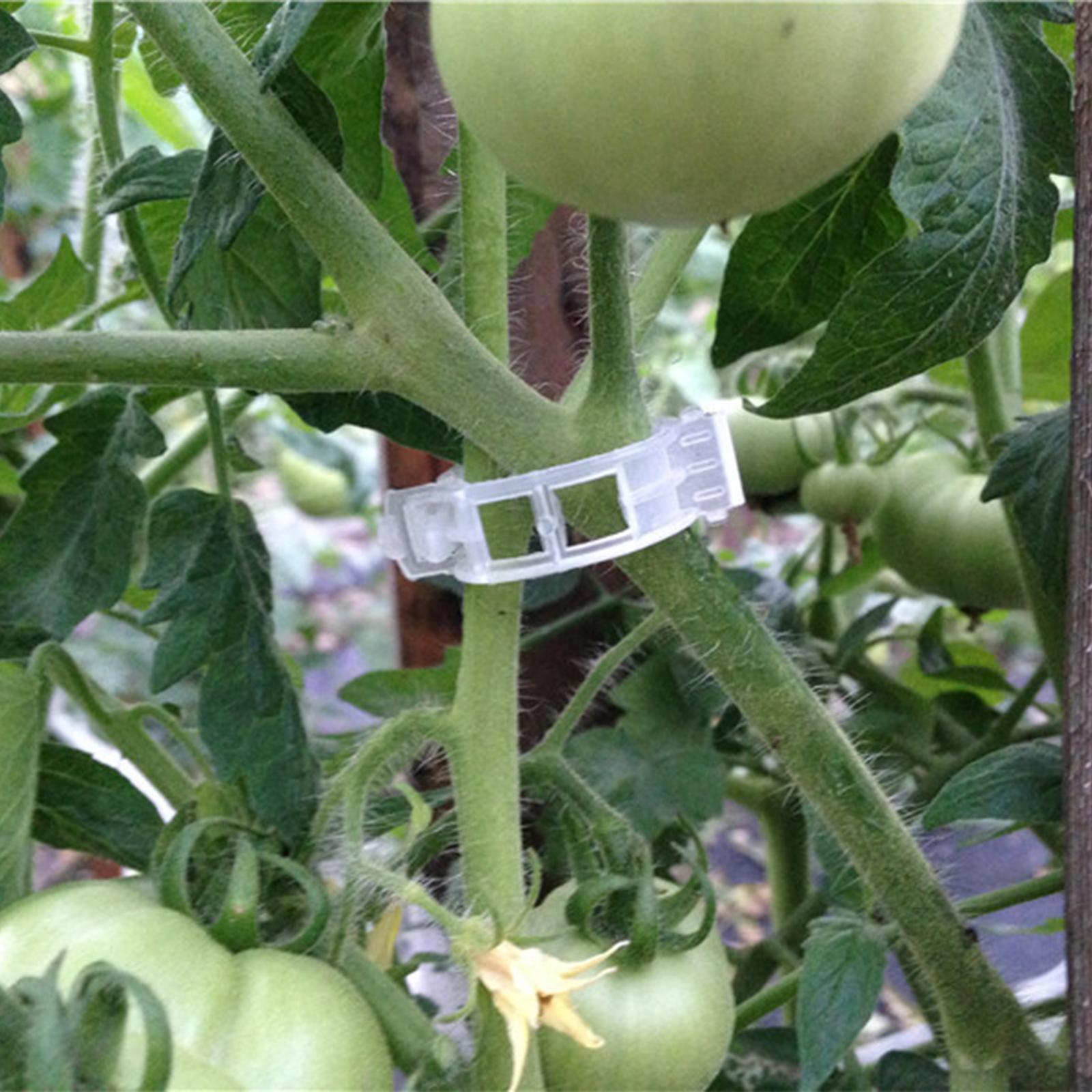 Adjustable Climbing Plant Support Plant Trellis for Outdoor Vegetable Tomato