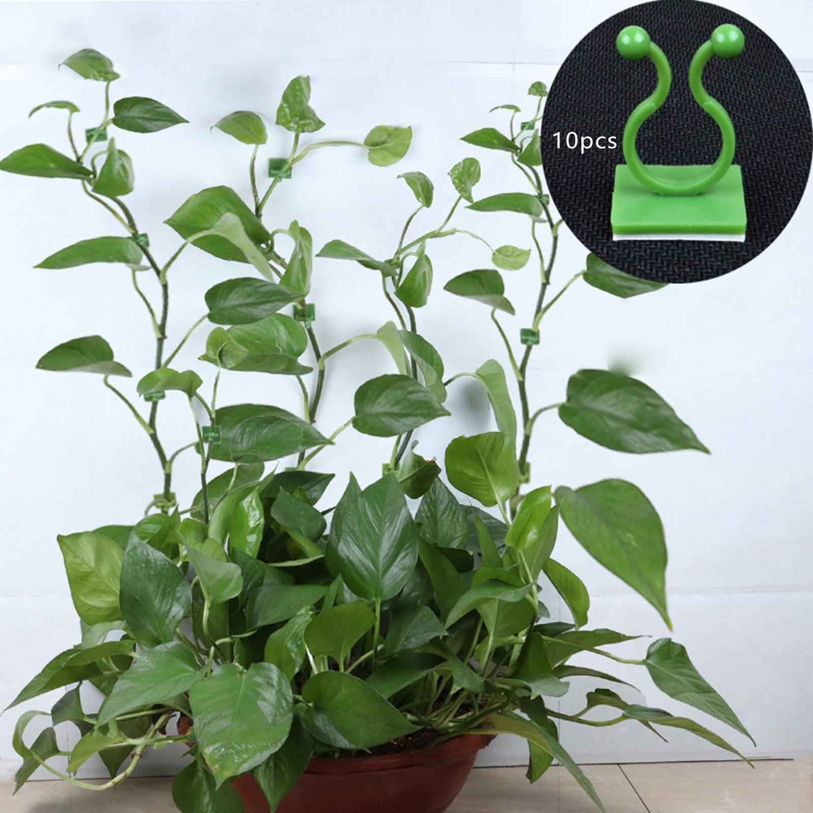 10 Pieces Plant Climbing Wall Fixture Clips Self Adhesive for Decorations Green M