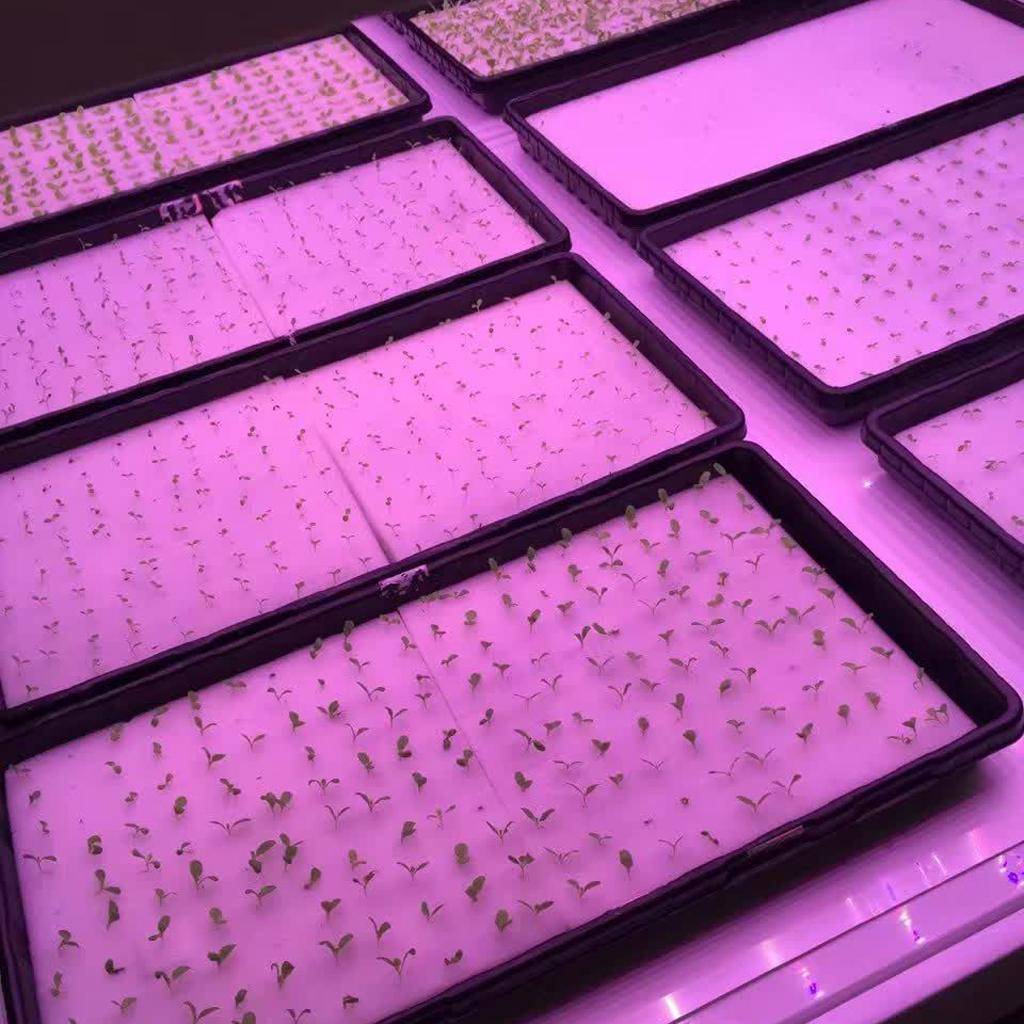 0.3 Meters of Red & Blue LED Lamp Indoor Plant Grow Succulents LED Light US