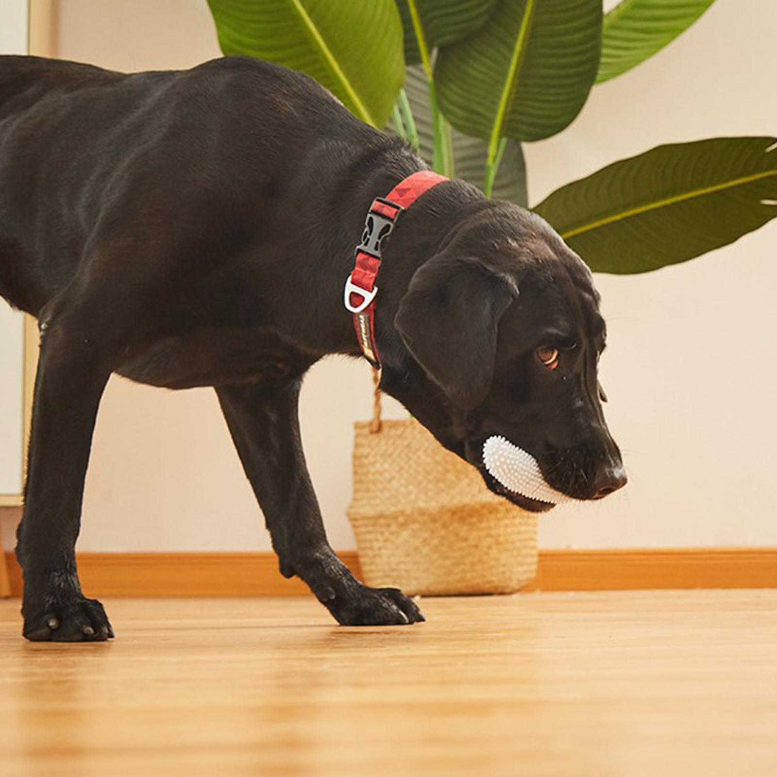 Cute Dog Chew Toy Rubber Chewing Molar Teeth Cleaning Training Playing Blue