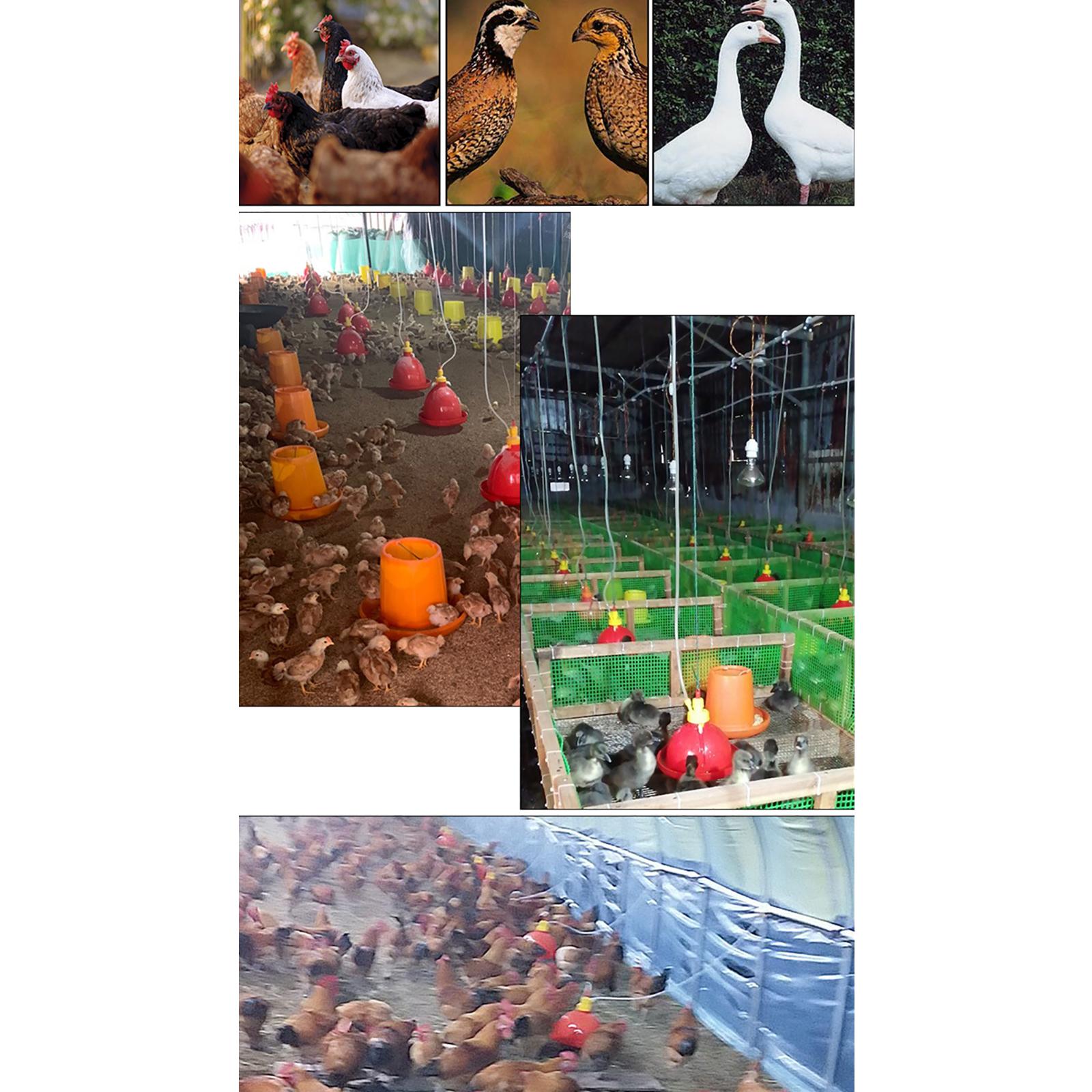 Automatic Chicken Waterer Chick Hen Poultry Farming Drinkers Set 22x12x3.5cm