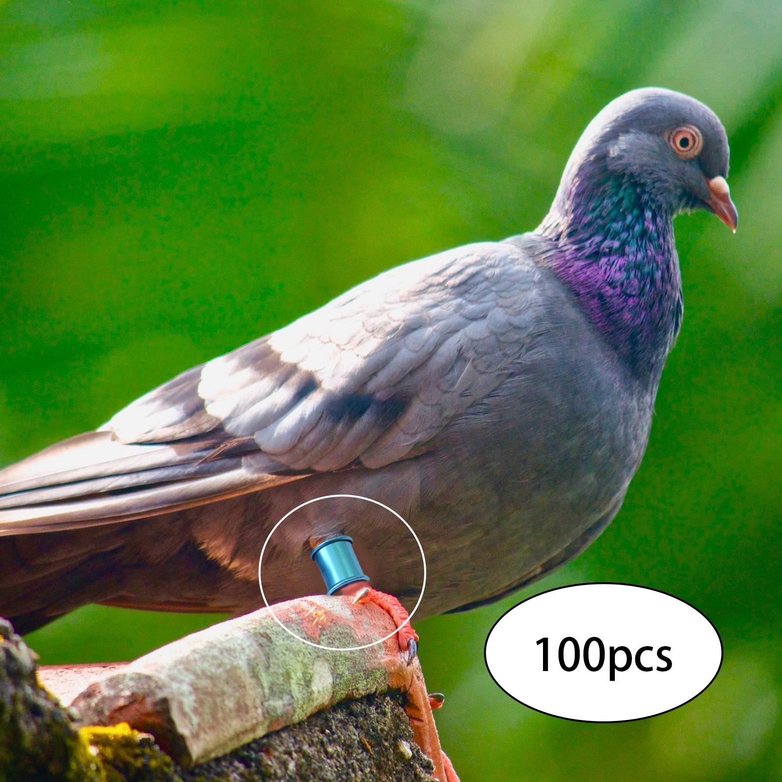 100x Pigeon Foot Rings 8mm Racing Dove Leg Bands for Parrot Quail Blue