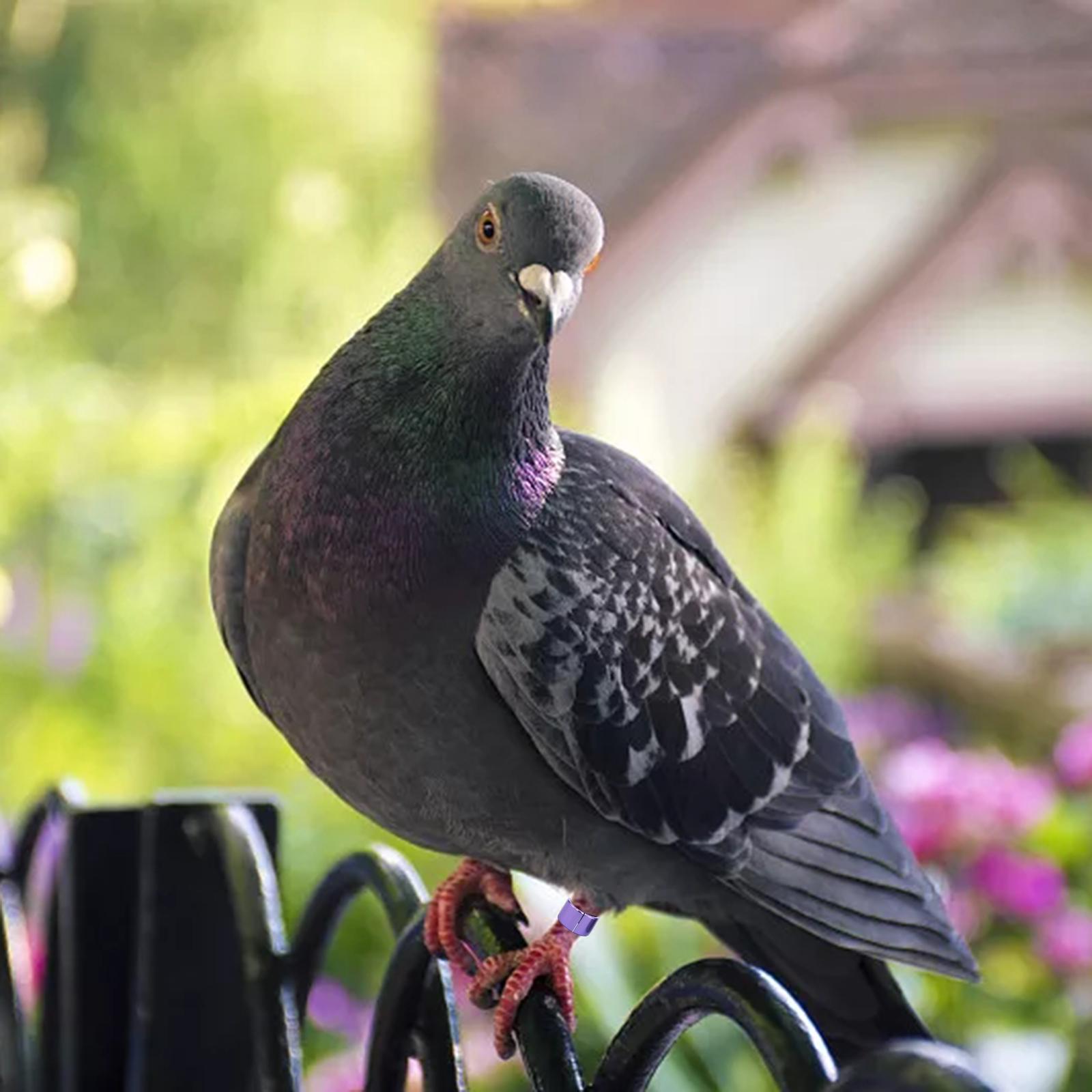 12x Pigeon Leg Foot Rings Reusable Bird Dove for Poultry Quail Leg Bands