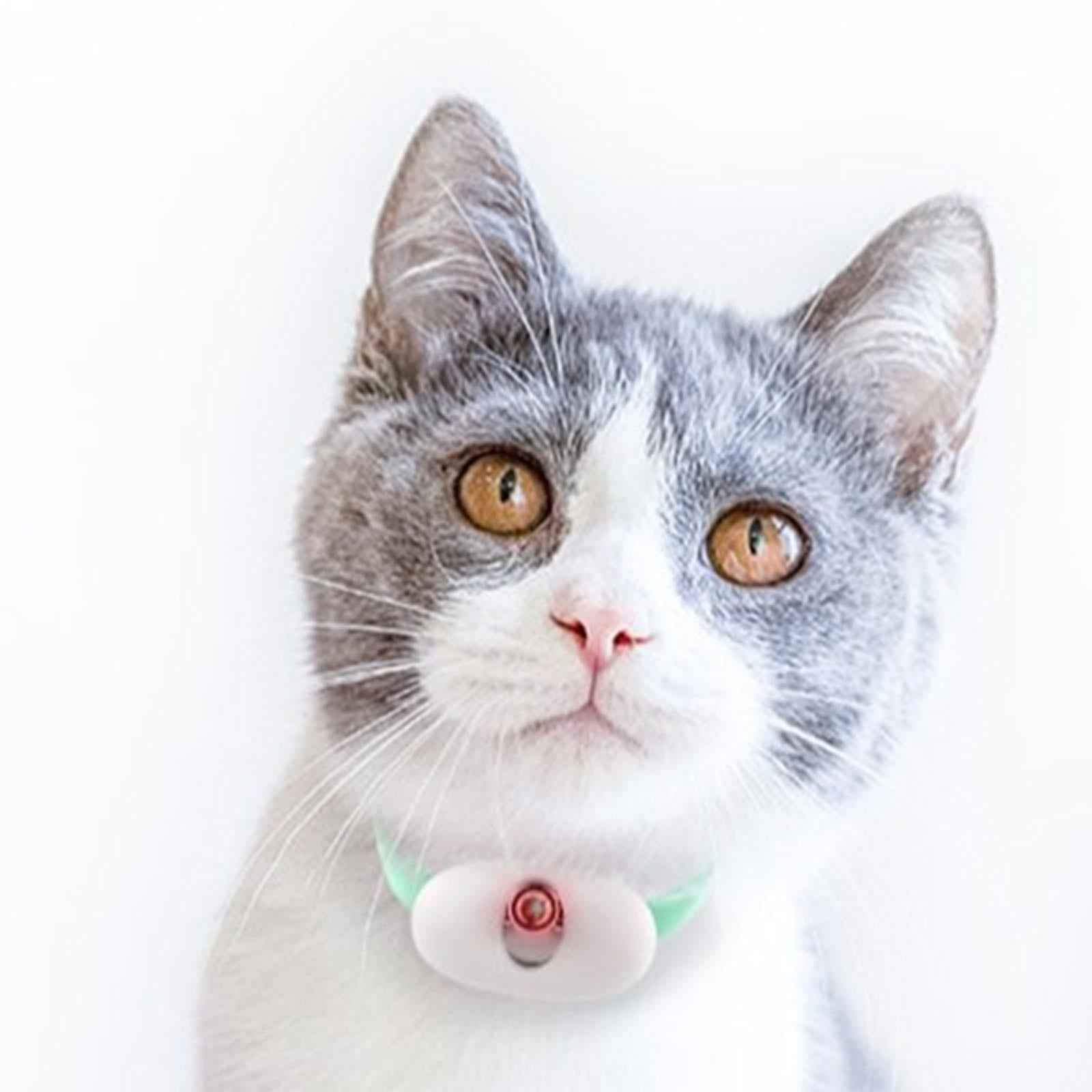 Teaser Cat Collar Pet Exercise Toys for Small, Medium and Large Cats Working