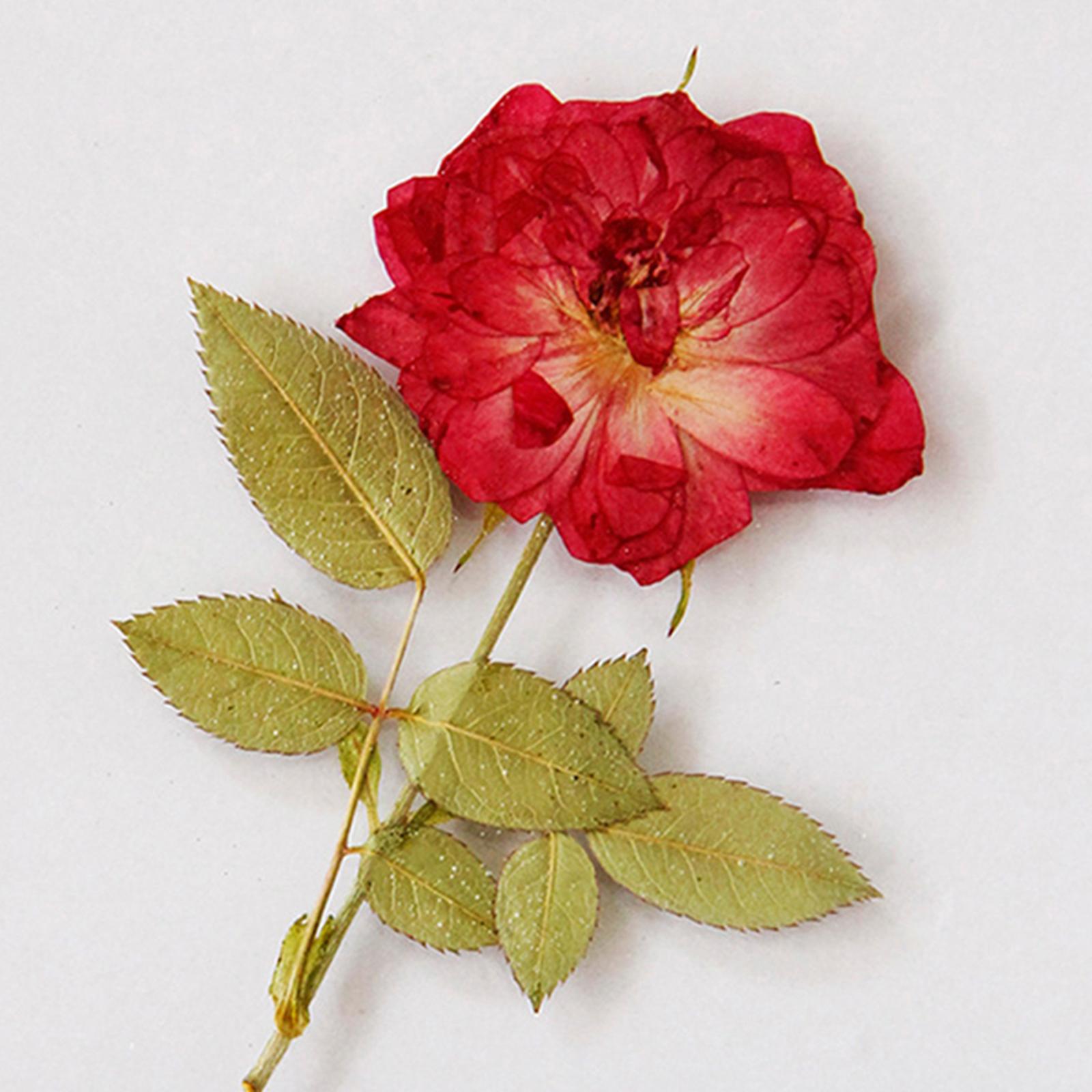 Clear Coasters for Drinks Printed Flower 3.5inch for Bar Farmhouse Holiday