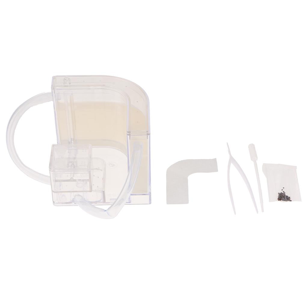 Student Science Magnifier Creative Toy Ant Home Home Transparent