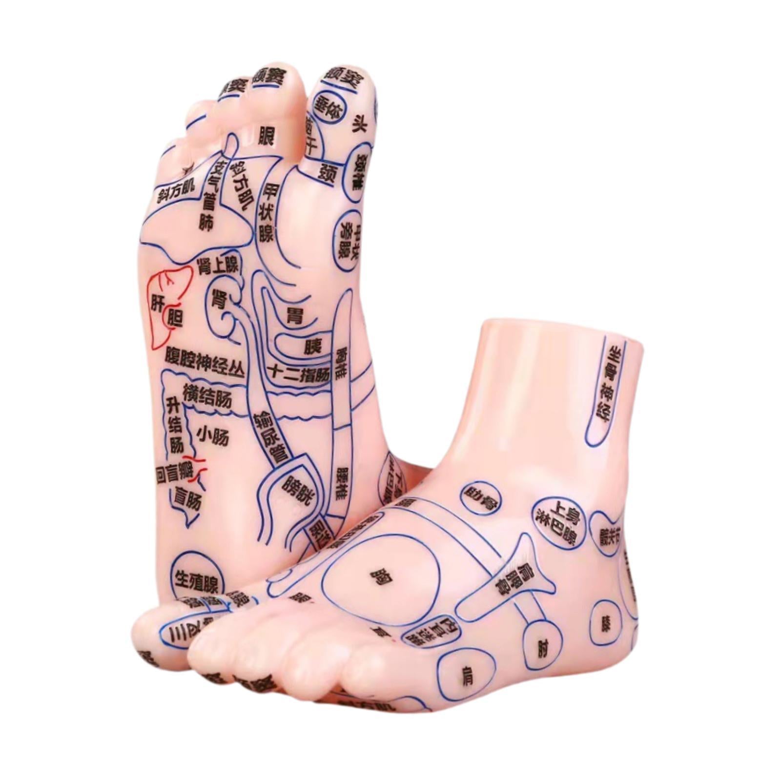 2Pcs Human Foot Model Practical Clear Words Learning Tool Foot Massage Model