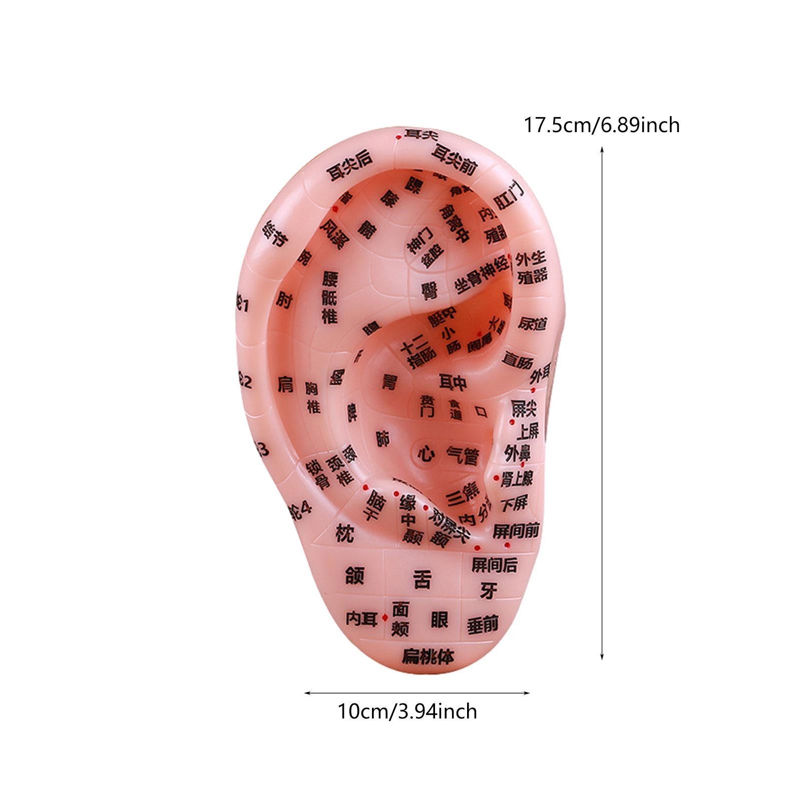Human Ear Acupoint Massage Practice Tool for Practice Learning Demonstration