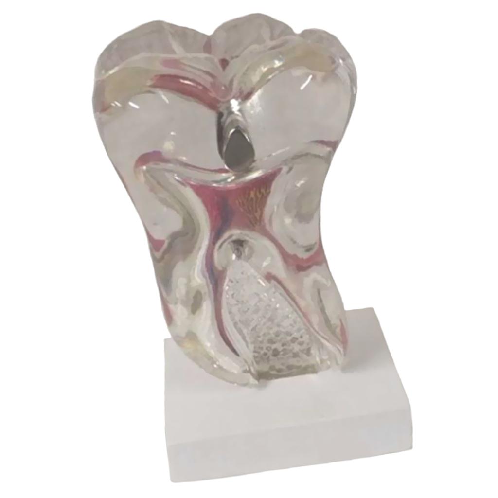Teeth Crystal Base Teeth Tooth Model Single Teeth Model