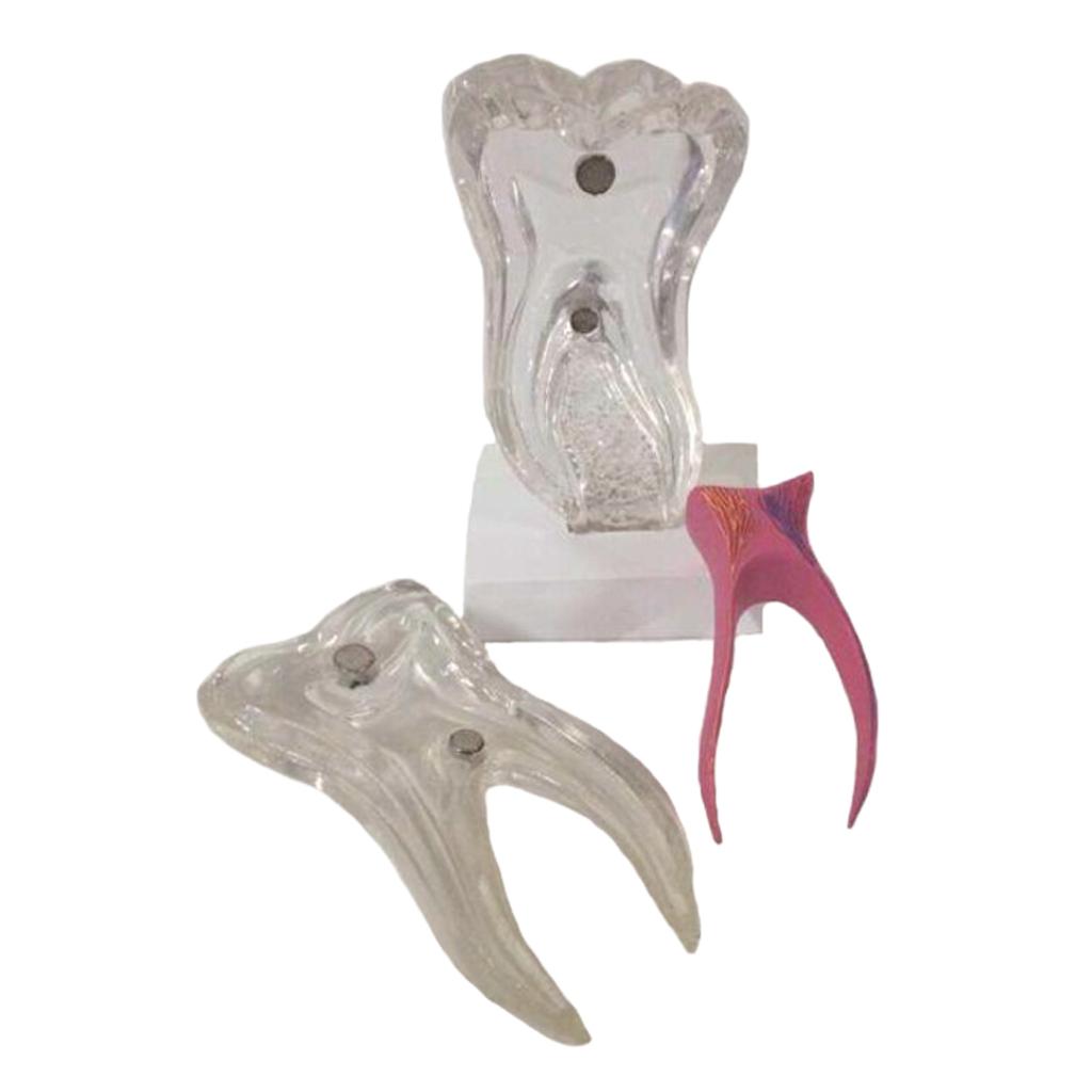 Teeth Crystal Base Teeth Tooth Model Single Teeth Model