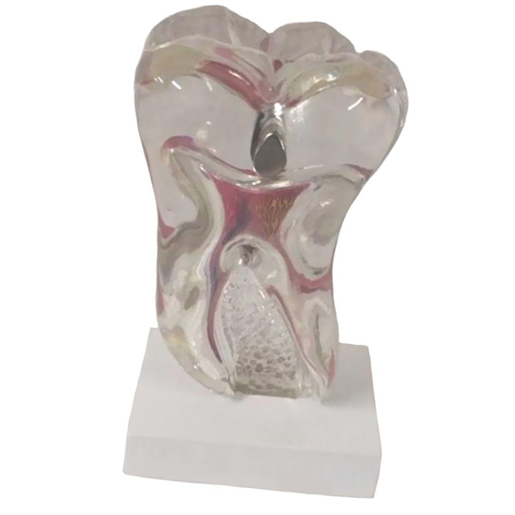 Teeth Crystal Base Teeth Tooth Model Single Teeth Model