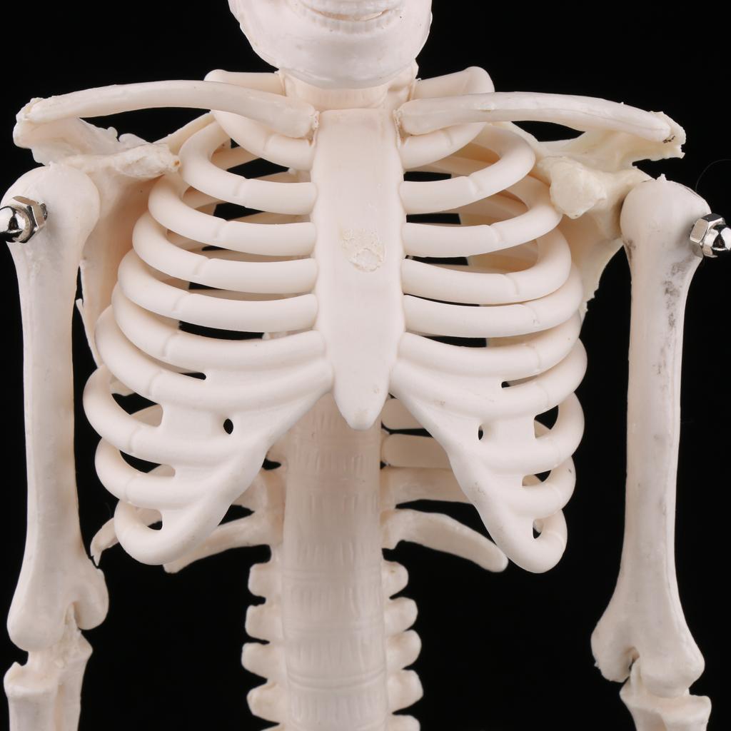 45cm Highly Detailed Human Body Skeleton Model Set School Education Toy Tool