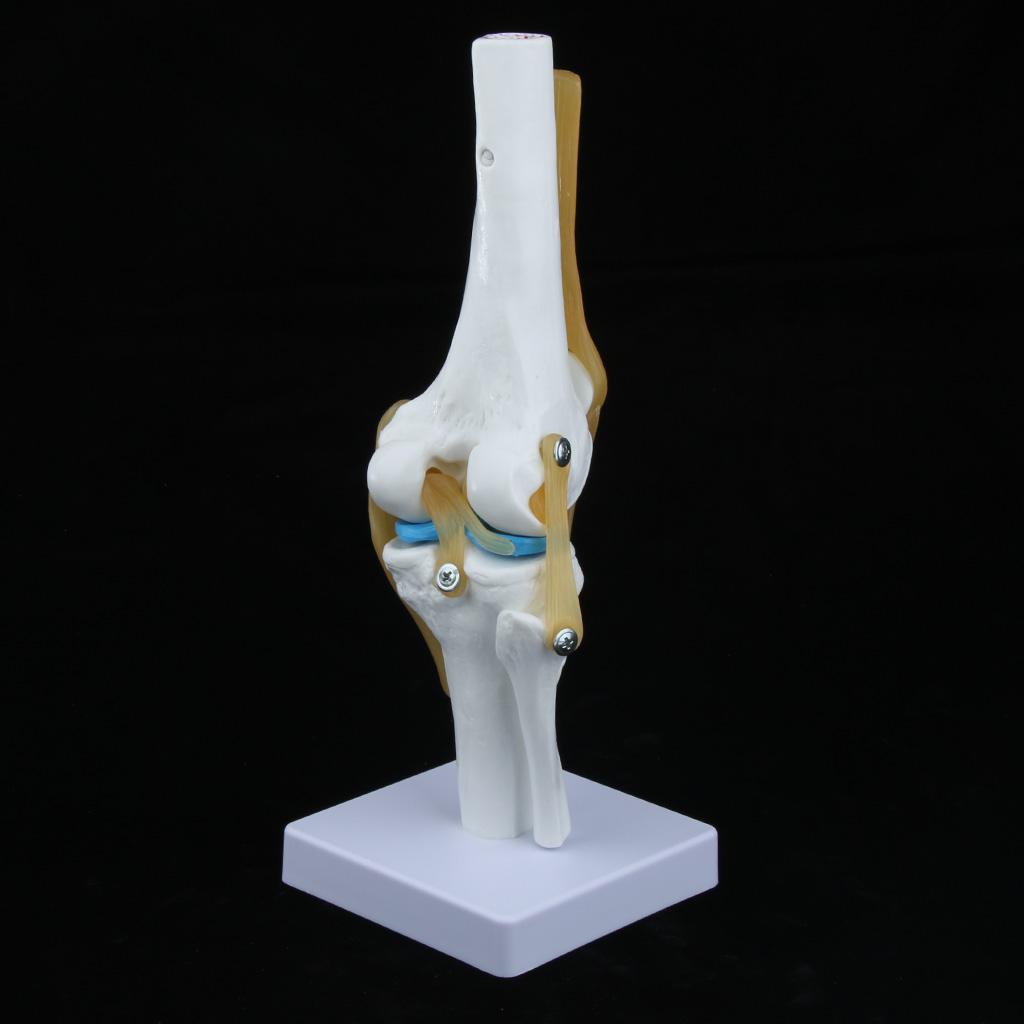 1:1 Lifesize Human Knee Joint Skeleton Model for Teaching Instrument