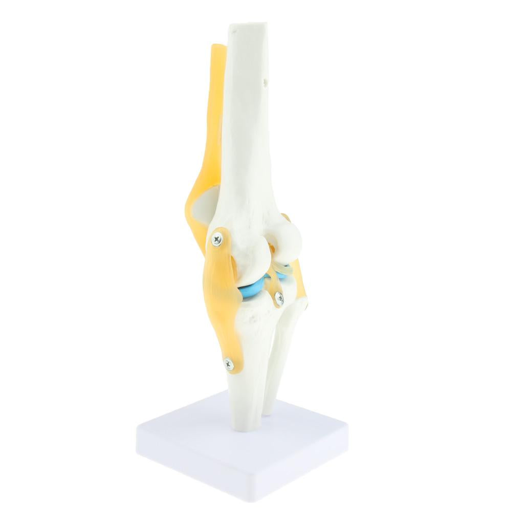 1:1 Lifesize Human Knee Joint Skeleton Model for Teaching Instrument
