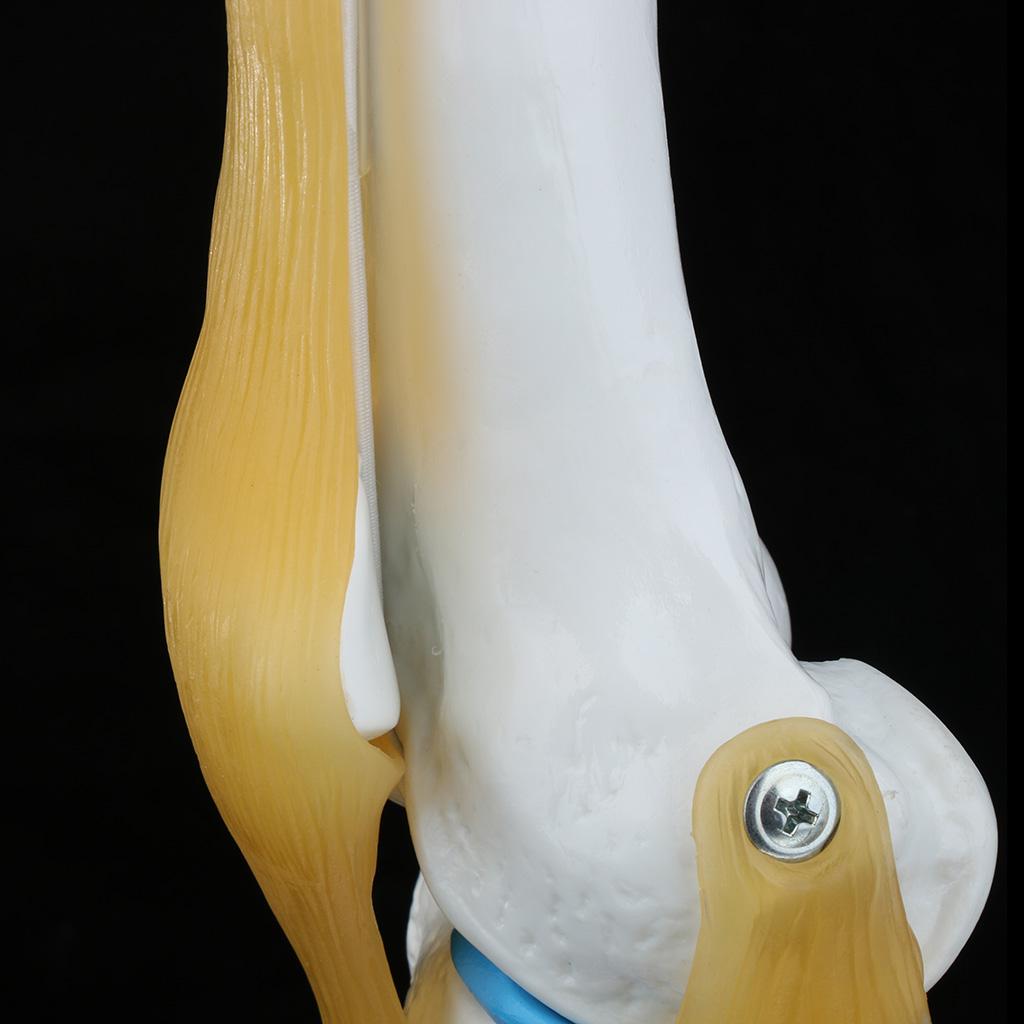 1:1 Lifesize Human Knee Joint Skeleton Model for Teaching Instrument