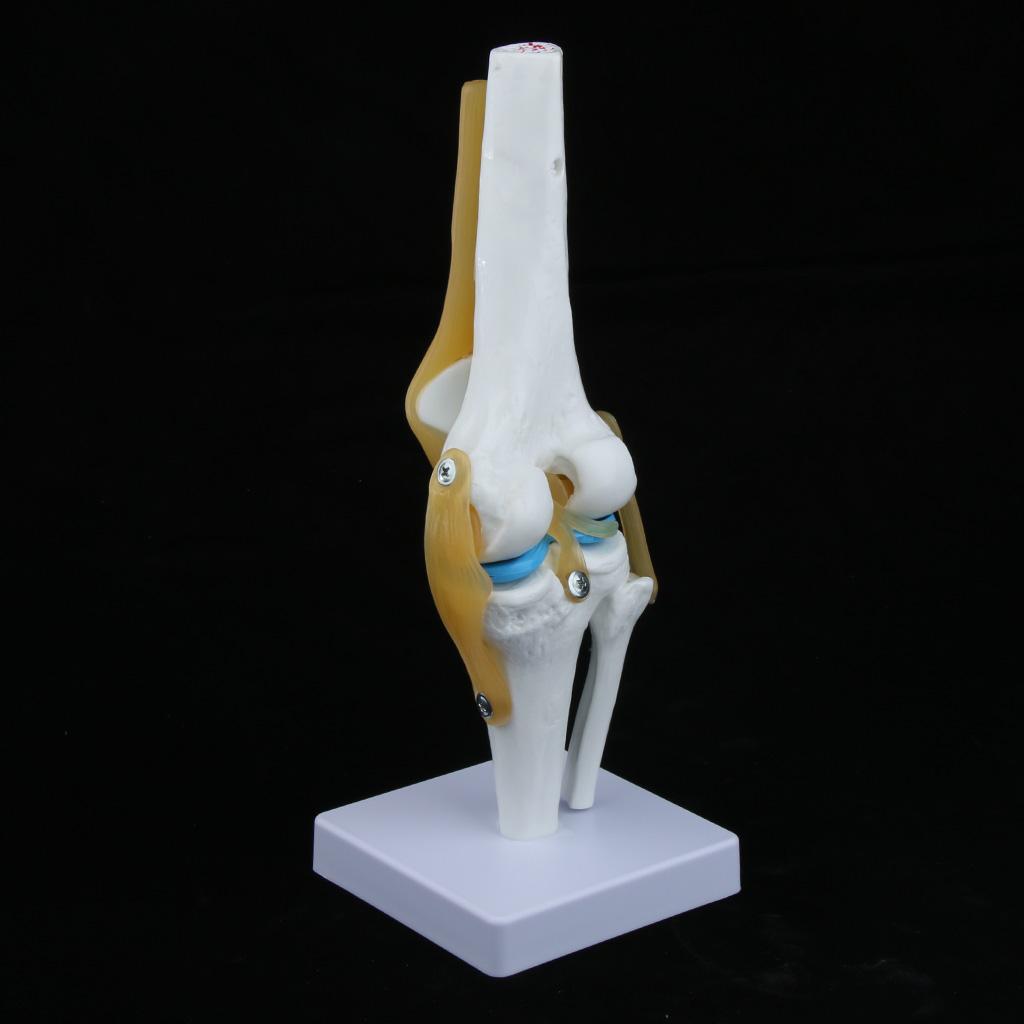 1:1 Lifesize Human Knee Joint Skeleton Model for Teaching Instrument