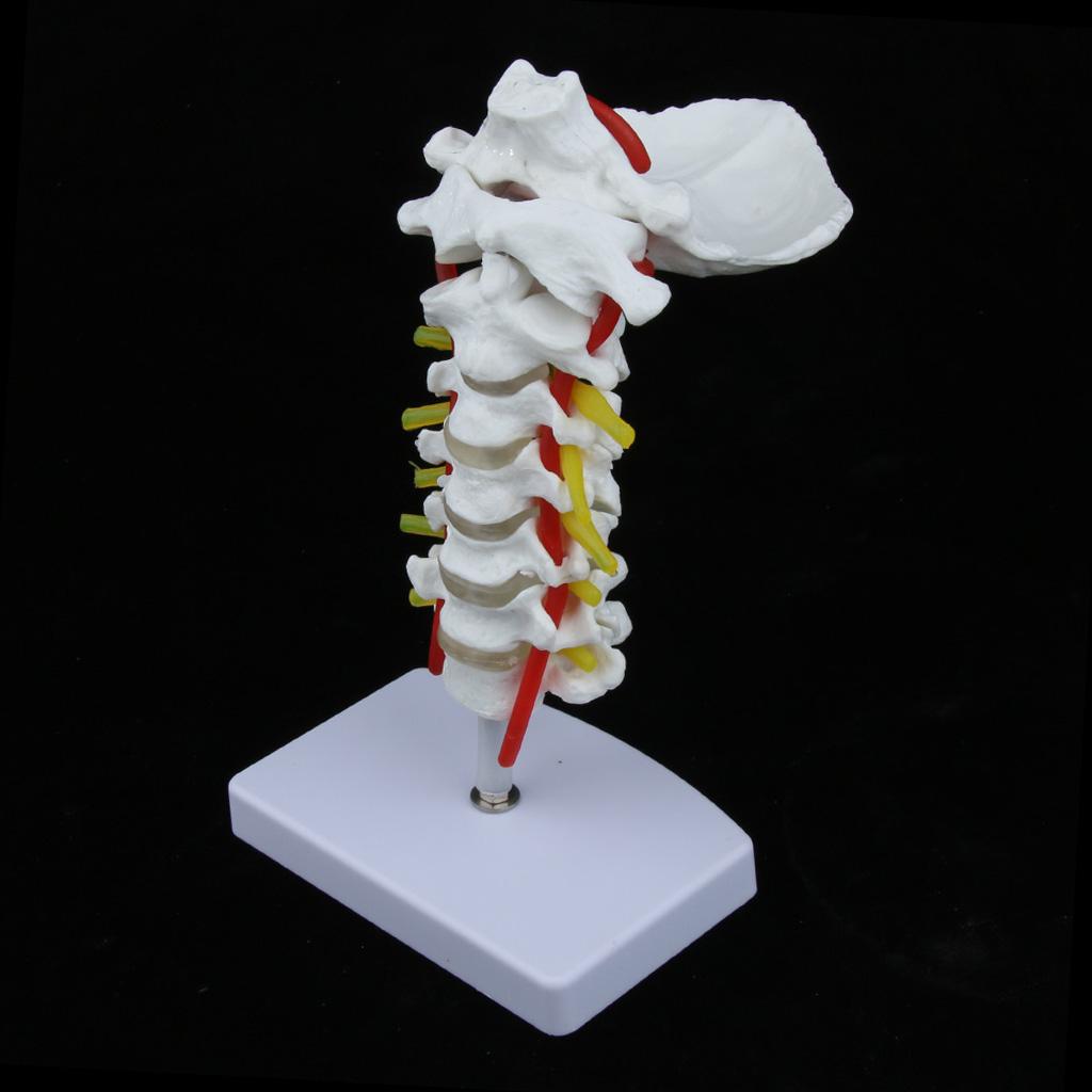 1:1 Human Cervical Vertebra Carotid Artery Flexible Model Study