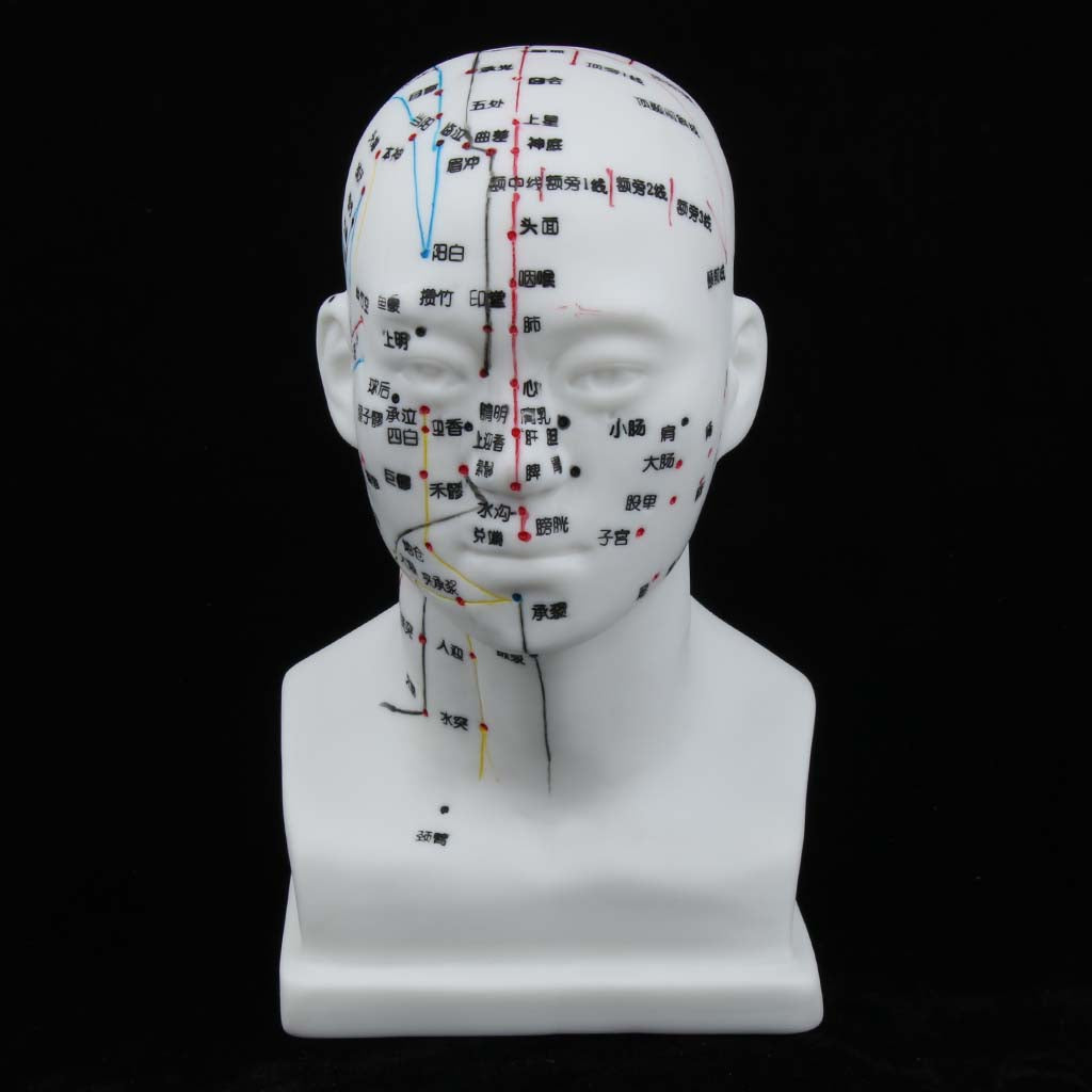 Human Head Acupuncture Meridian Model with Acupressure Points Chinese