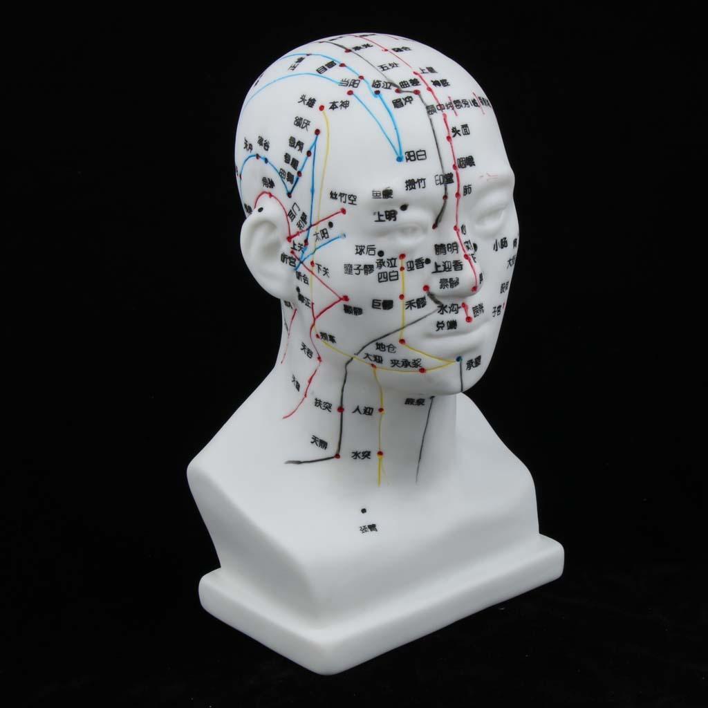 Human Head Acupuncture Meridian Model with Acupressure Points Chinese