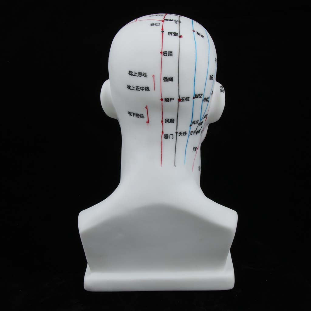 Human Head Acupuncture Meridian Model with Acupressure Points Chinese