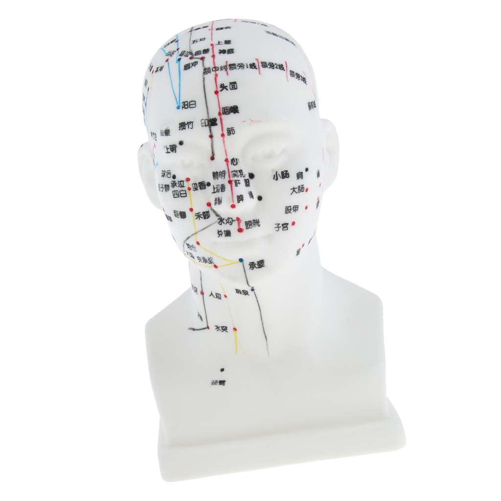 Human Head Acupuncture Meridian Model with Acupressure Points Chinese