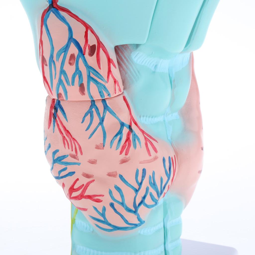 3x Magnified Human Larynx Anatomical Model Anatomy Throat Model