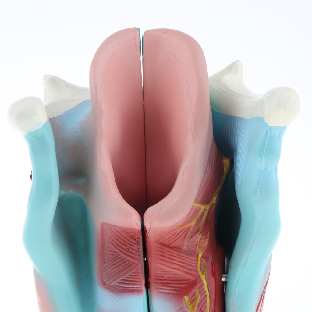 3x Magnified Human Larynx Anatomical Model Anatomy Throat Model