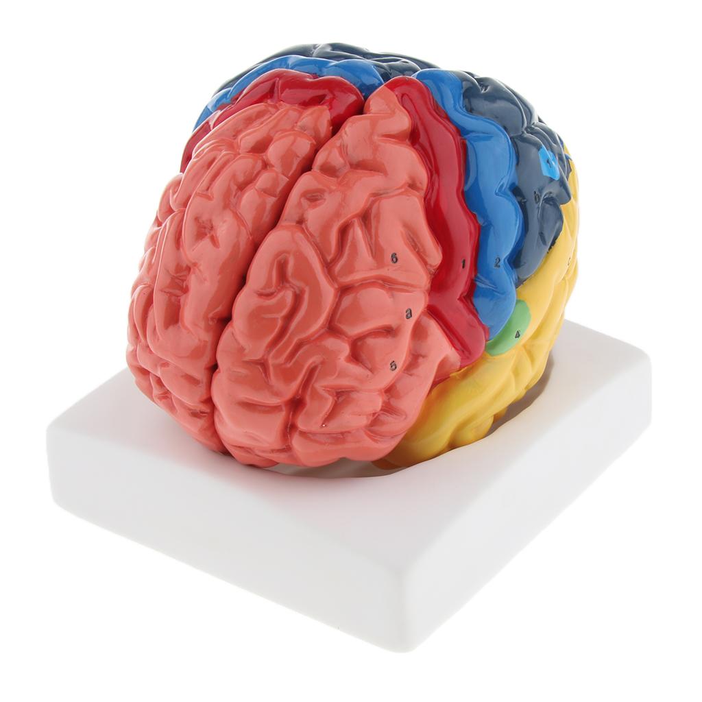 Realistic Anatomical Human Brain Model Hand-assembly for Teaching
