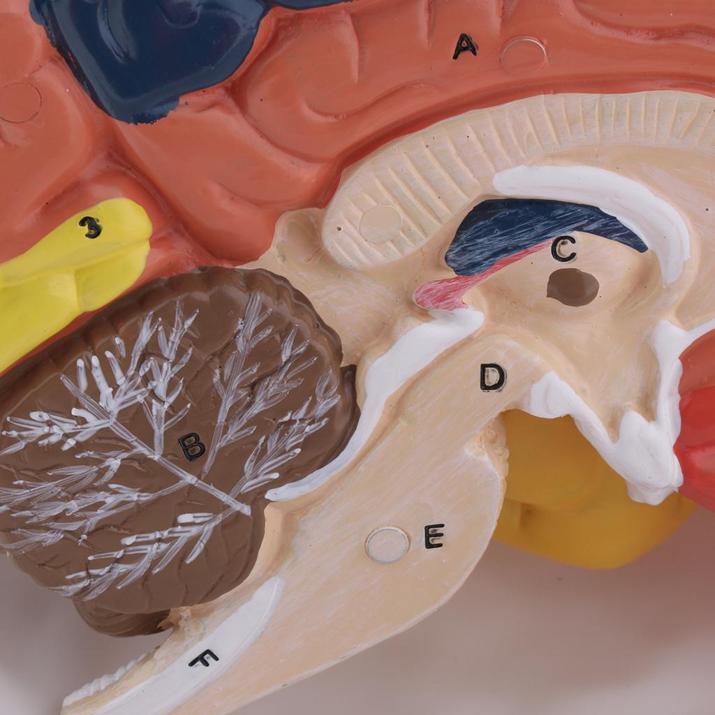 Realistic Anatomical Human Brain Model Hand-assembly for Teaching