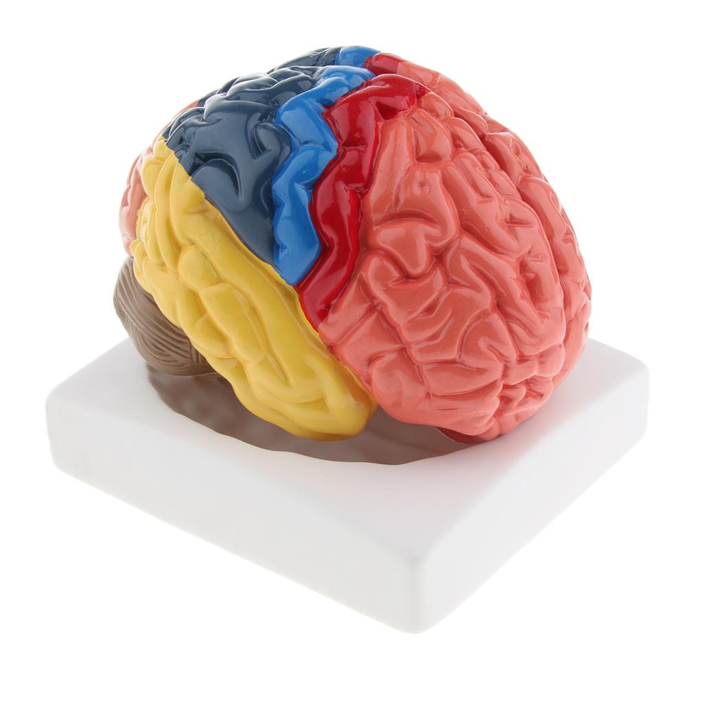 Realistic Anatomical Human Brain Model Hand-assembly for Teaching