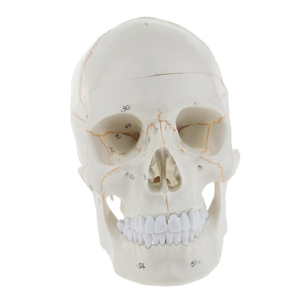 Lifesize 1:1 Realistic Human Skull Replica Resin Model