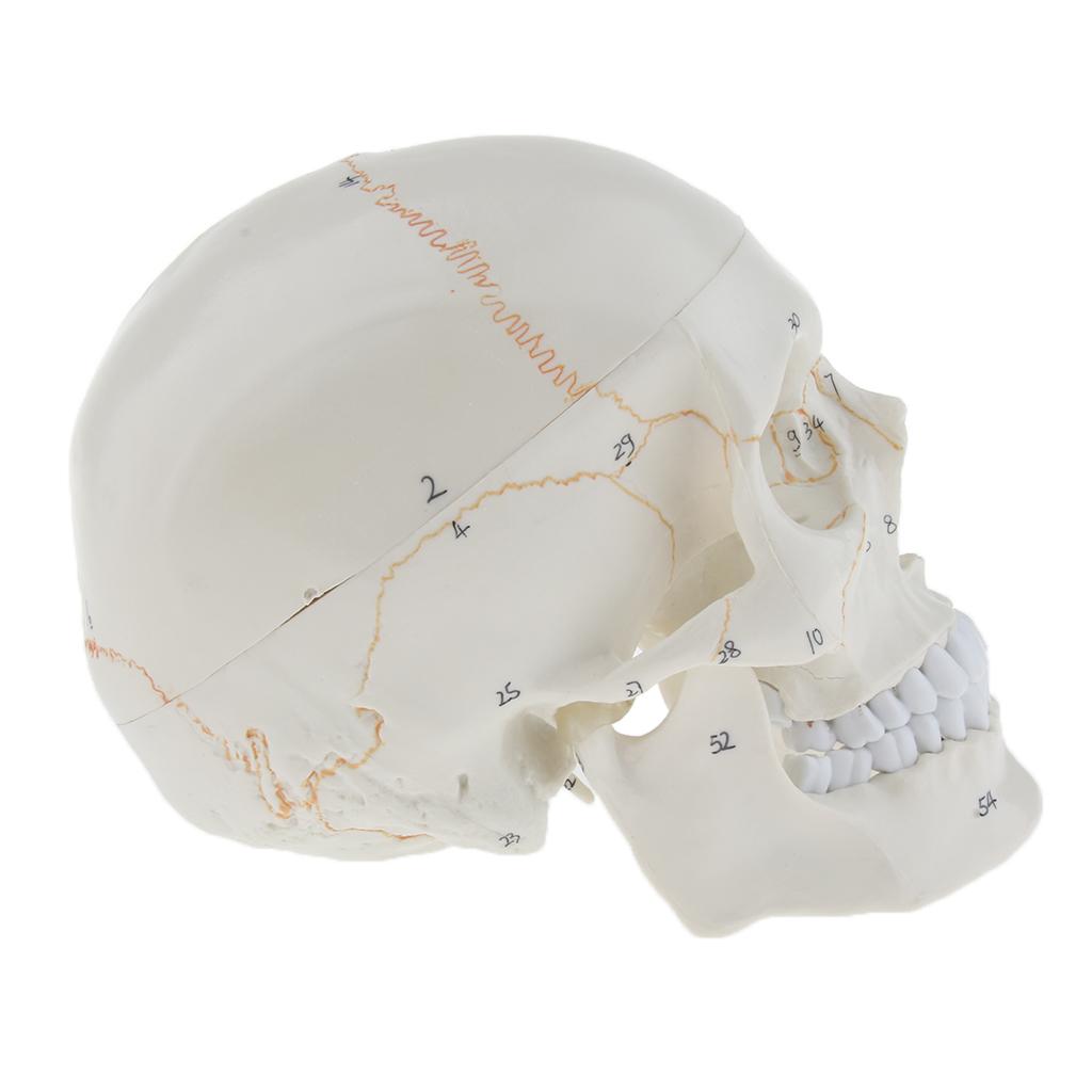 Lifesize 1:1 Realistic Human Skull Replica Resin Model