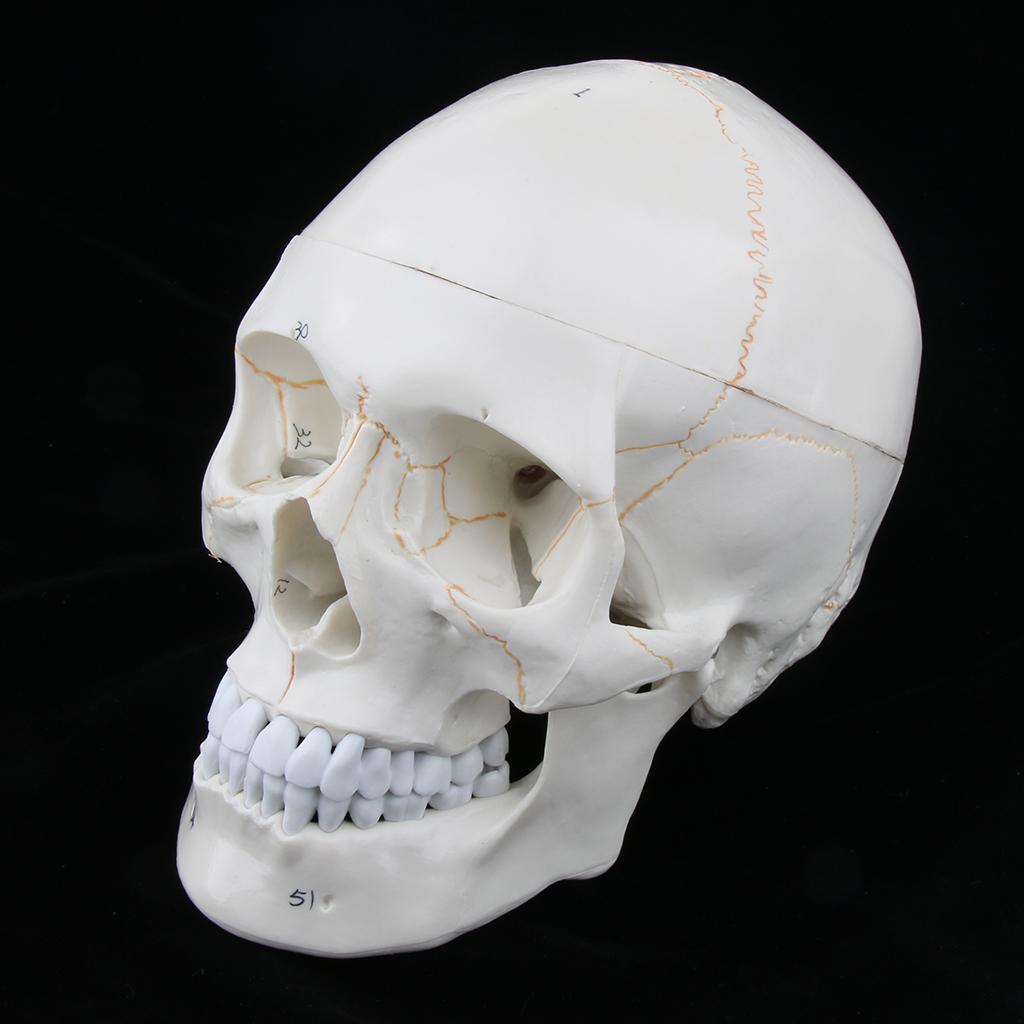 Lifesize 1:1 Realistic Human Skull Replica Resin Model